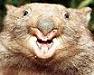 Kostenloser Webspace von spacewombat, auf Homepage erstellen warten