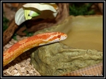 Kostenloser Webspace von uwe-corn-snake-seite, auf Homepage erstellen warten