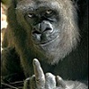 Kostenloser Webspace von bonobo-clan, auf Homepage erstellen warten