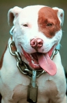 Kostenloser Webspace von barkingdog, auf Homepage erstellen warten