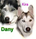 Kostenloser Webspace von huskys, auf Homepage erstellen warten